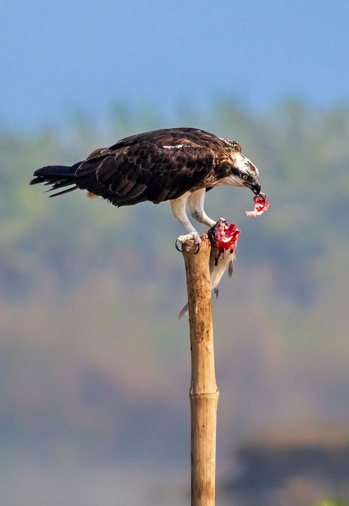 The deadly predator..