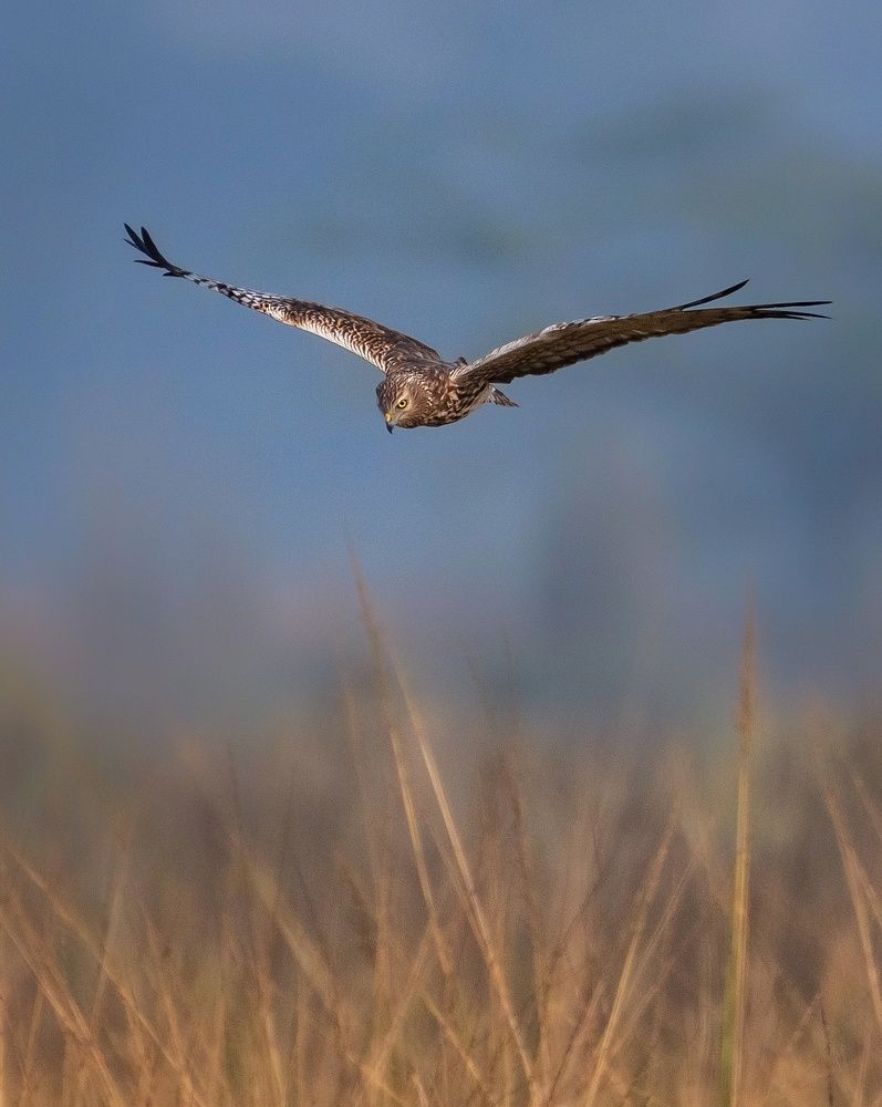 Фотография автора Sougata Pramanick