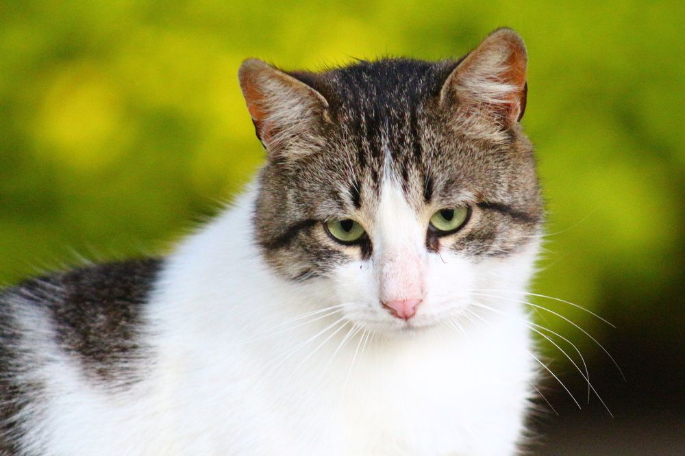 Photograph by Musa Abdulehed ER