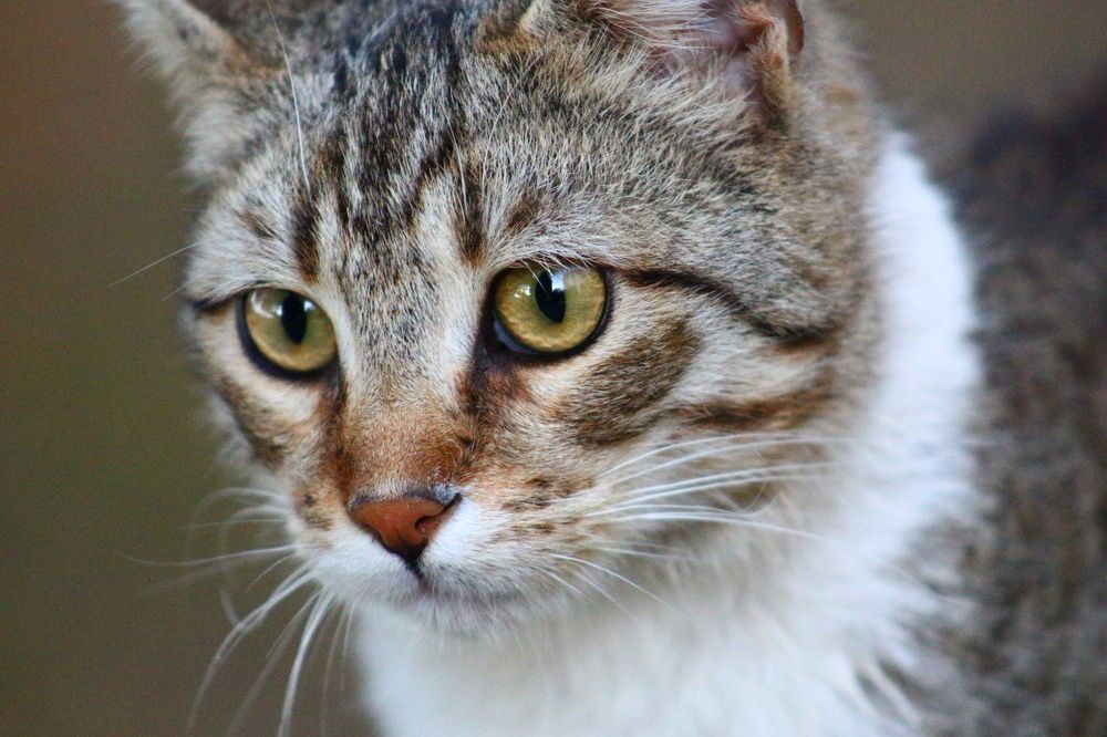 Photograph by Musa Abdulehed ER