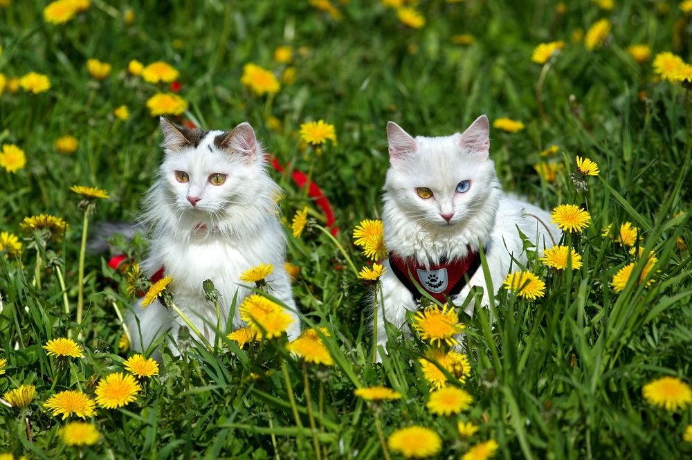 Photograph by Алексей Шехонин