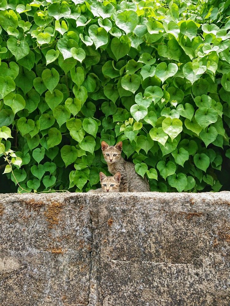 Photograph by K.AKILA NIDUSH