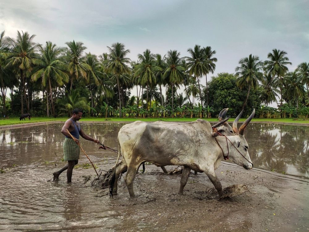 Photograph by ASWIN KUMAR S