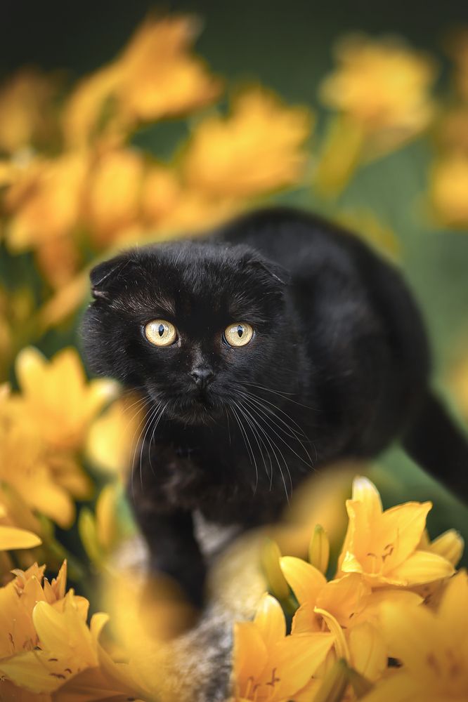 Photograph by Ирина Леонова