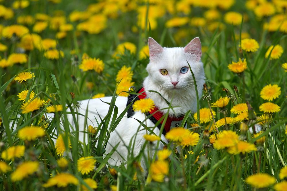 Photograph by Алексей Шехонин