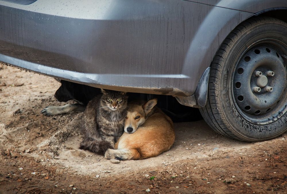 Photograph by Марина Ватанская