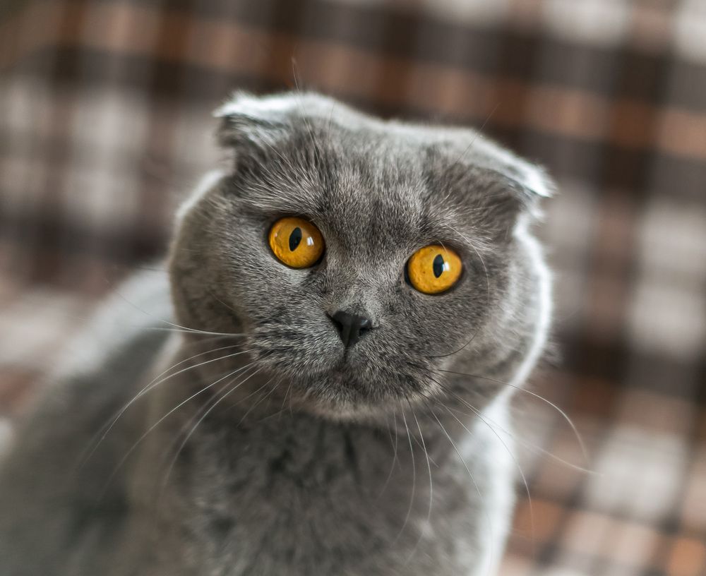 Фотография автора Yulia  Maximova