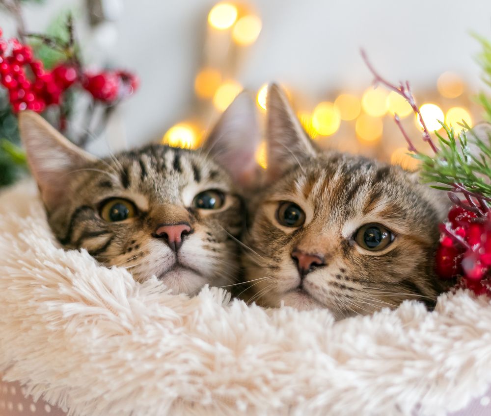 Фотография автора Yulia  Maximova