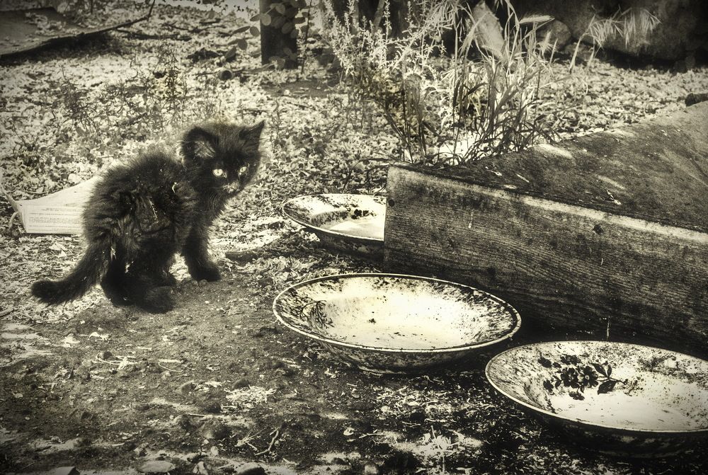 Photograph by Марина Ватанская