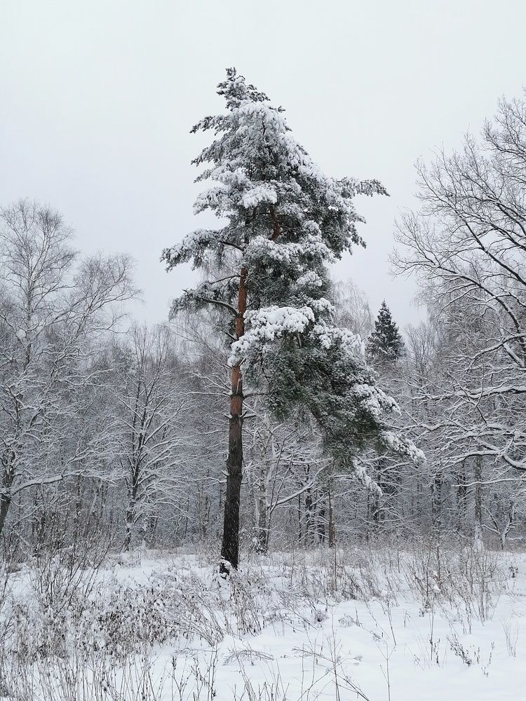 Photograph by Анжелика