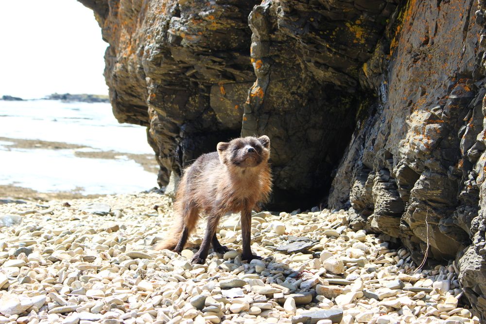 Хранитель Арки Стеллера