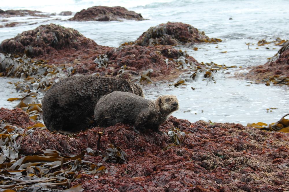 Каланы острова Беринга