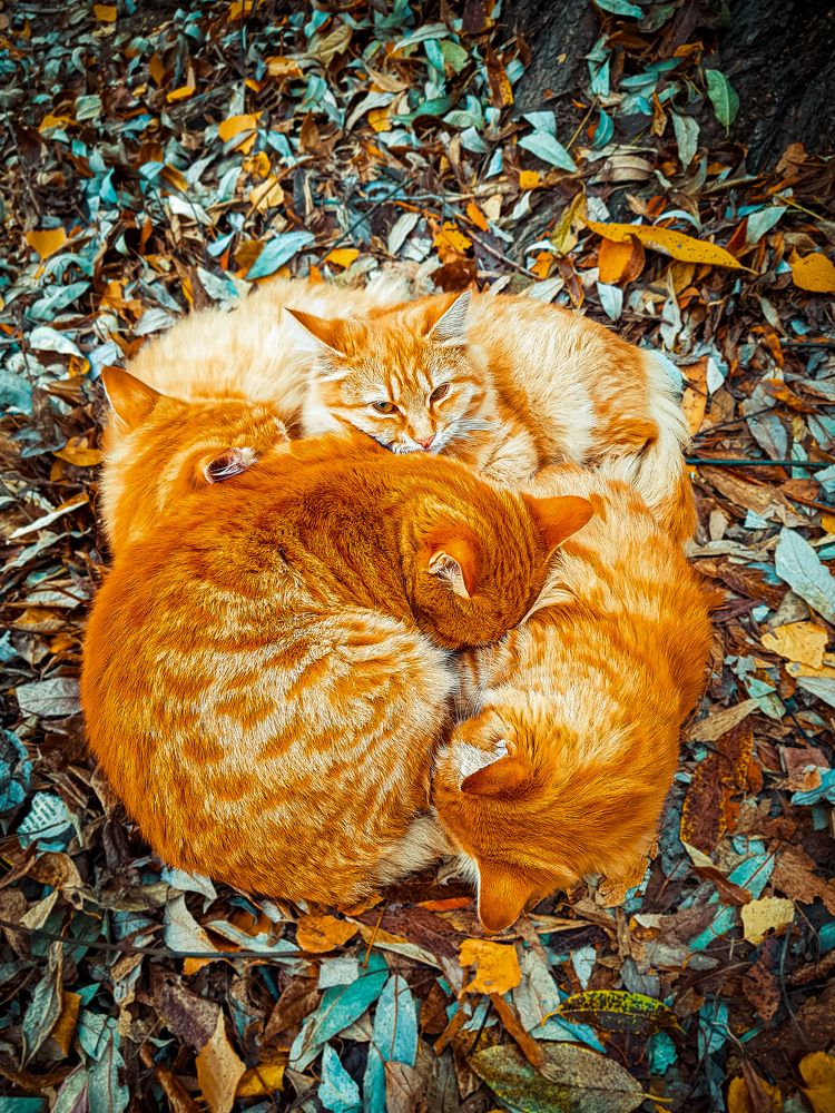 Тёплые коты / Warm cats