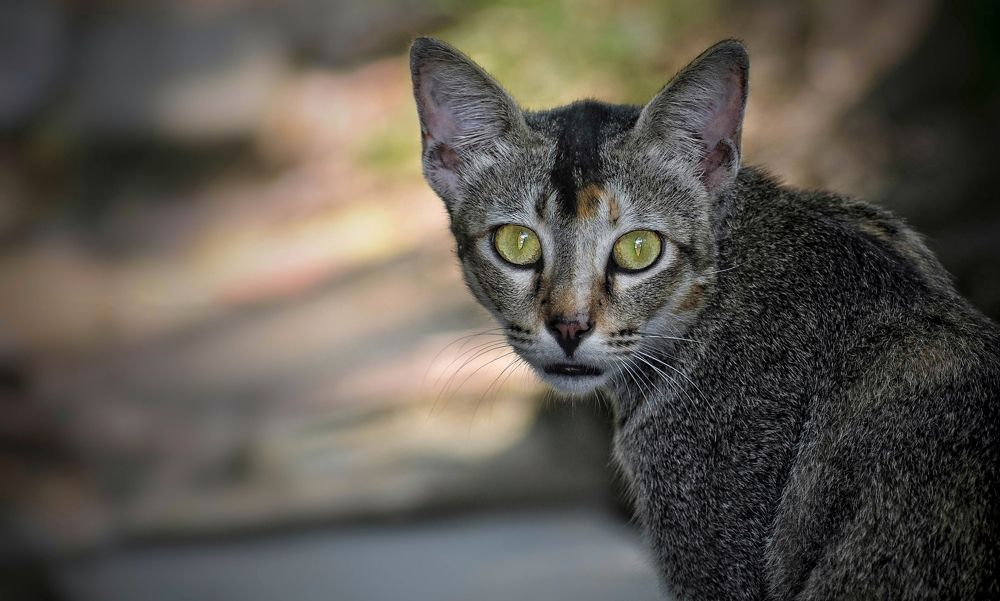 Photograph by Pralay Samanta