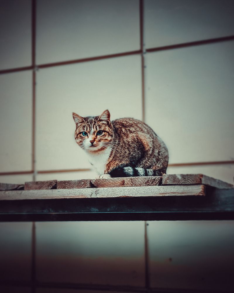 Мартовский кот / March Cat