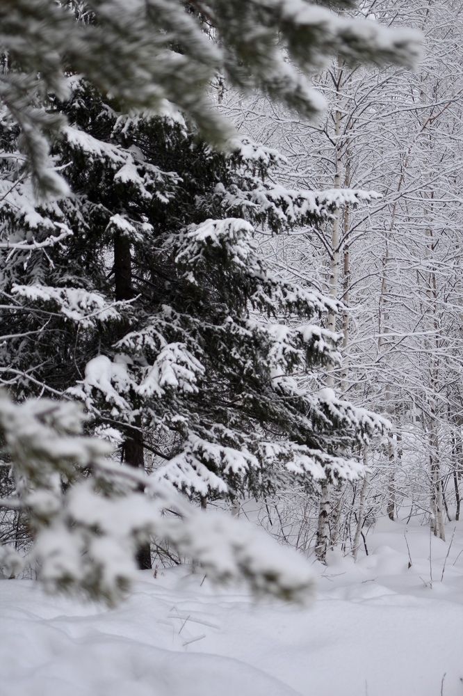 Фотография автора Елена Коробкова