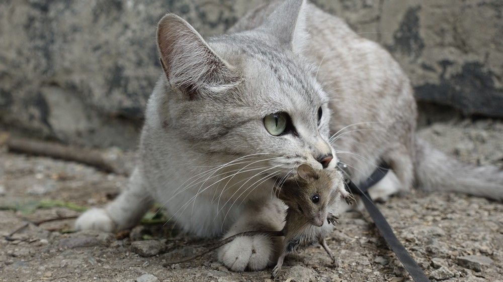 От меня не убежать.