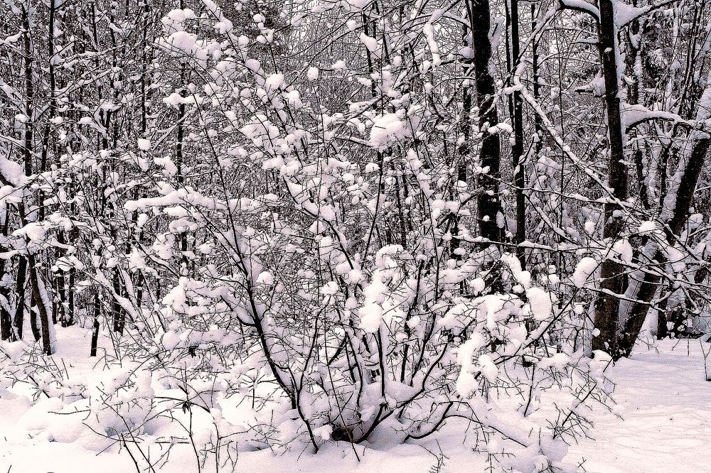 Photograph by Олег Васильев