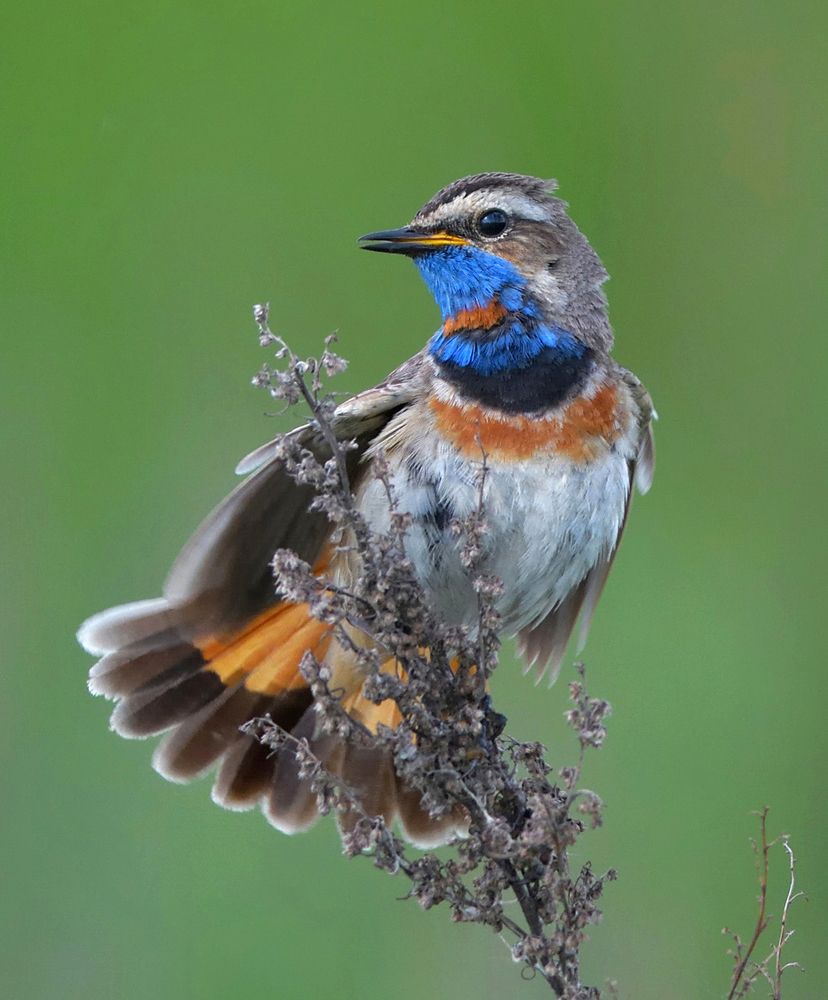 Весенняя песня. Варакушка.