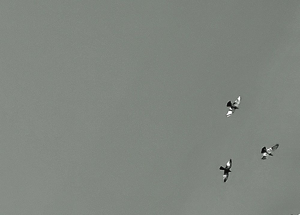 Photograph by Rahele Almassi