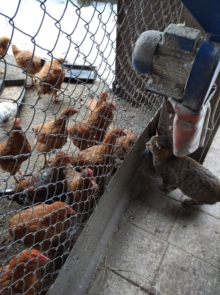 Photograph by Елена Коробченко