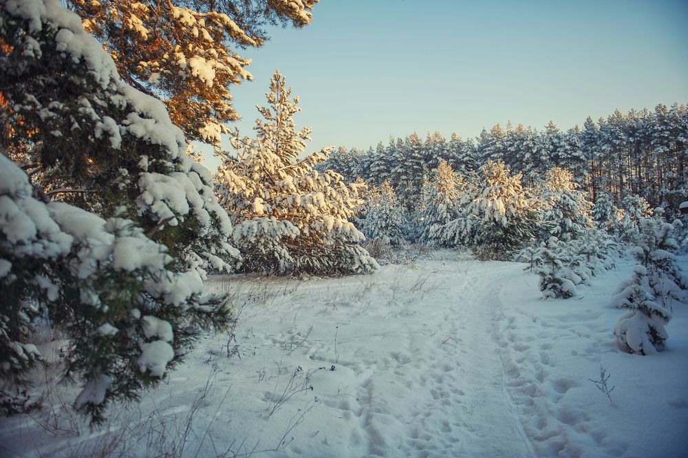 Фотография автора Денисов Алексей