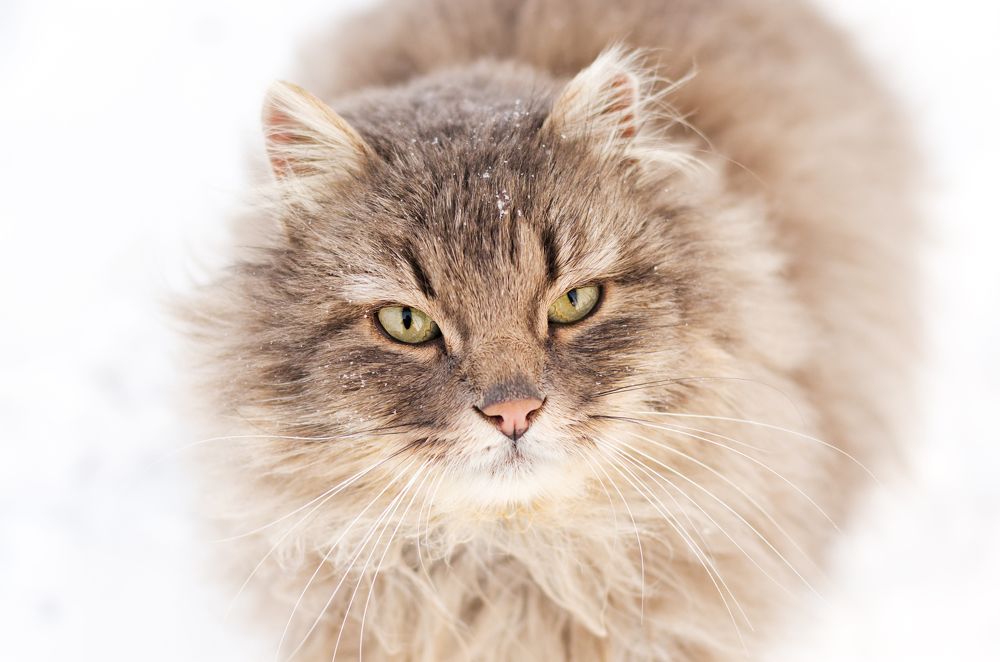 Фотография автора Чепик Алексей