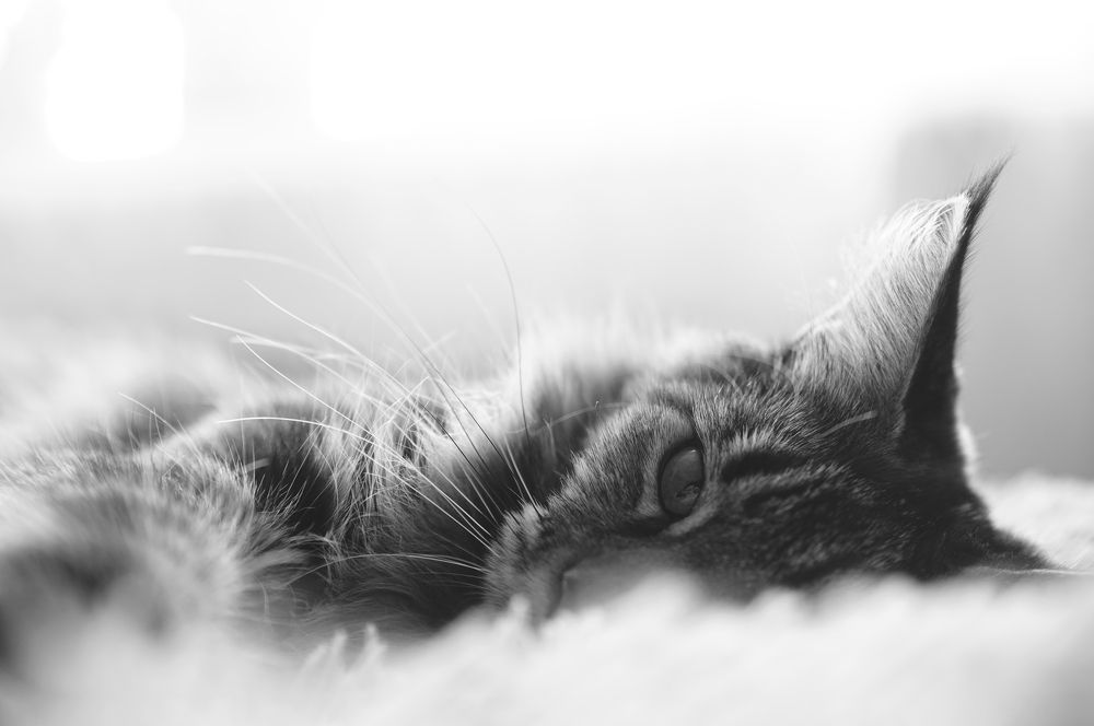 Photograph by Марина Гнедаш