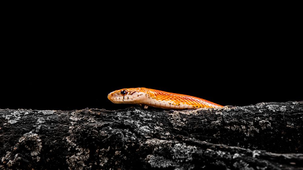 Photograph by Victoria Popkova