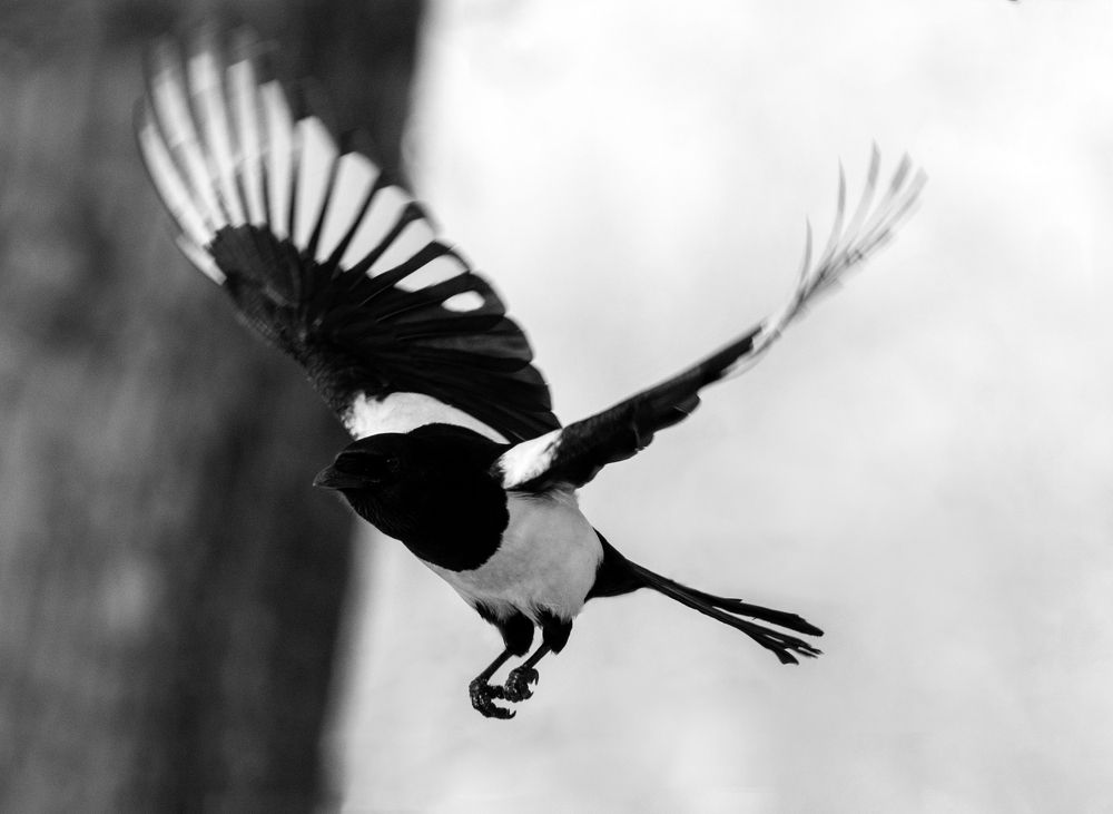 Photograph by Александр Перегудов