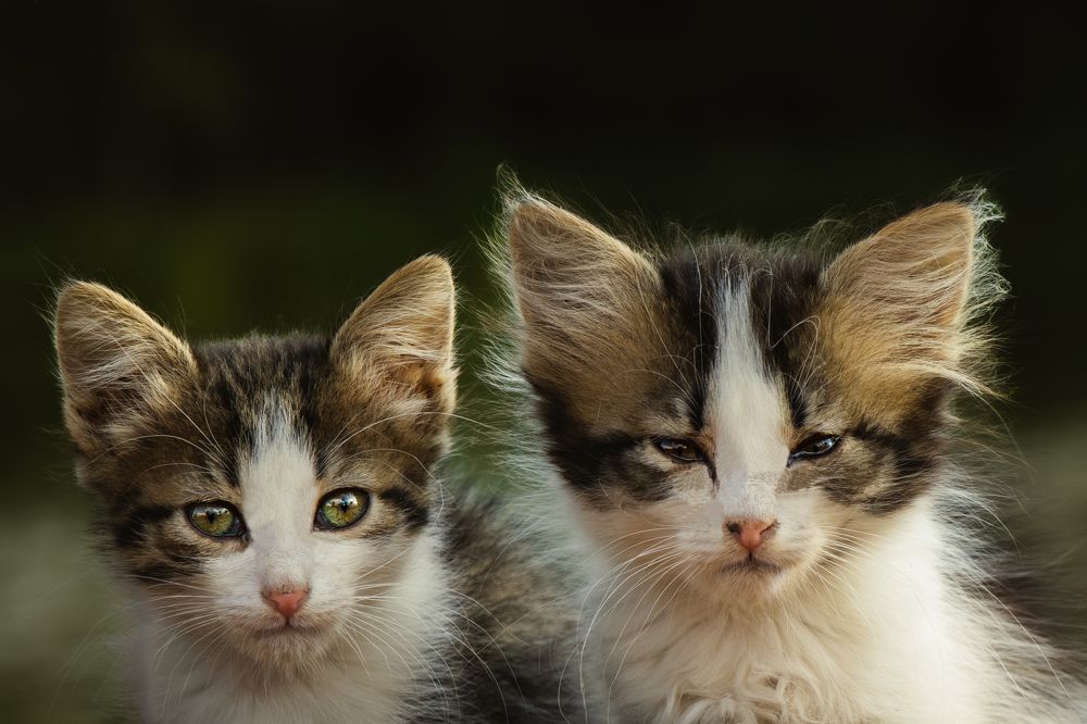 Photograph by Victoria Popkova