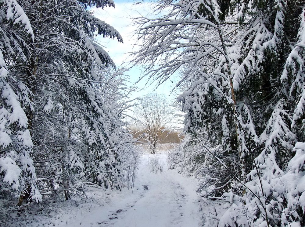 Photograph by Игорь Меньшенин