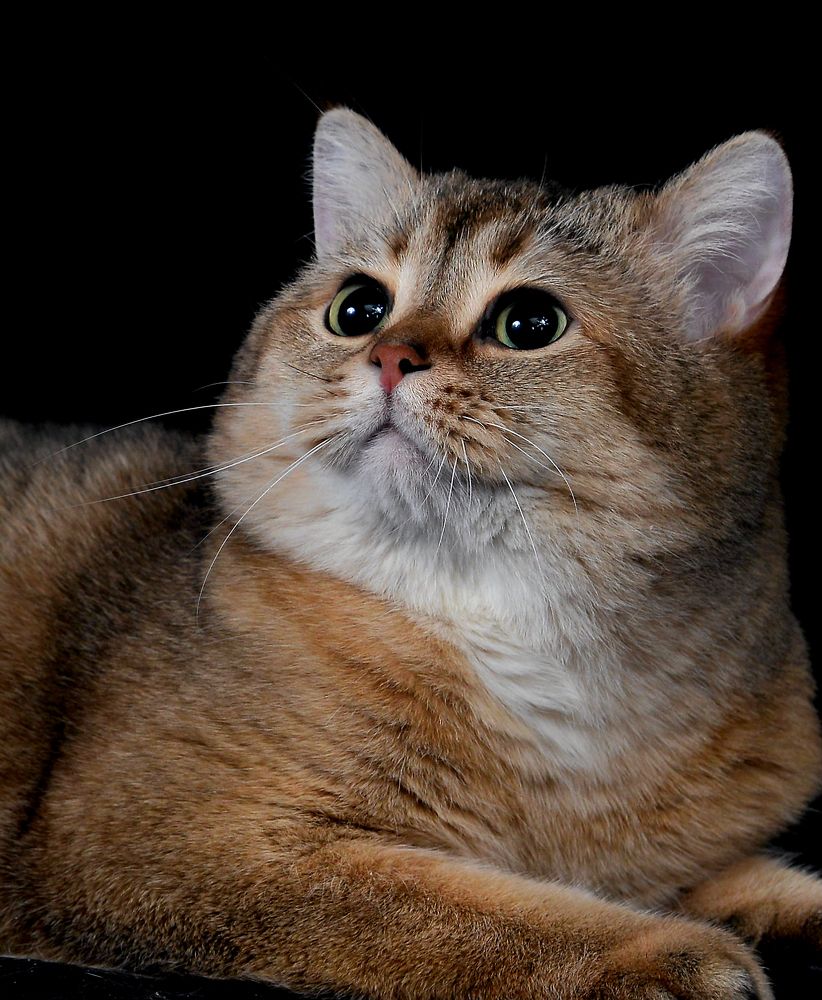 Фотография автора Владимир Куликов