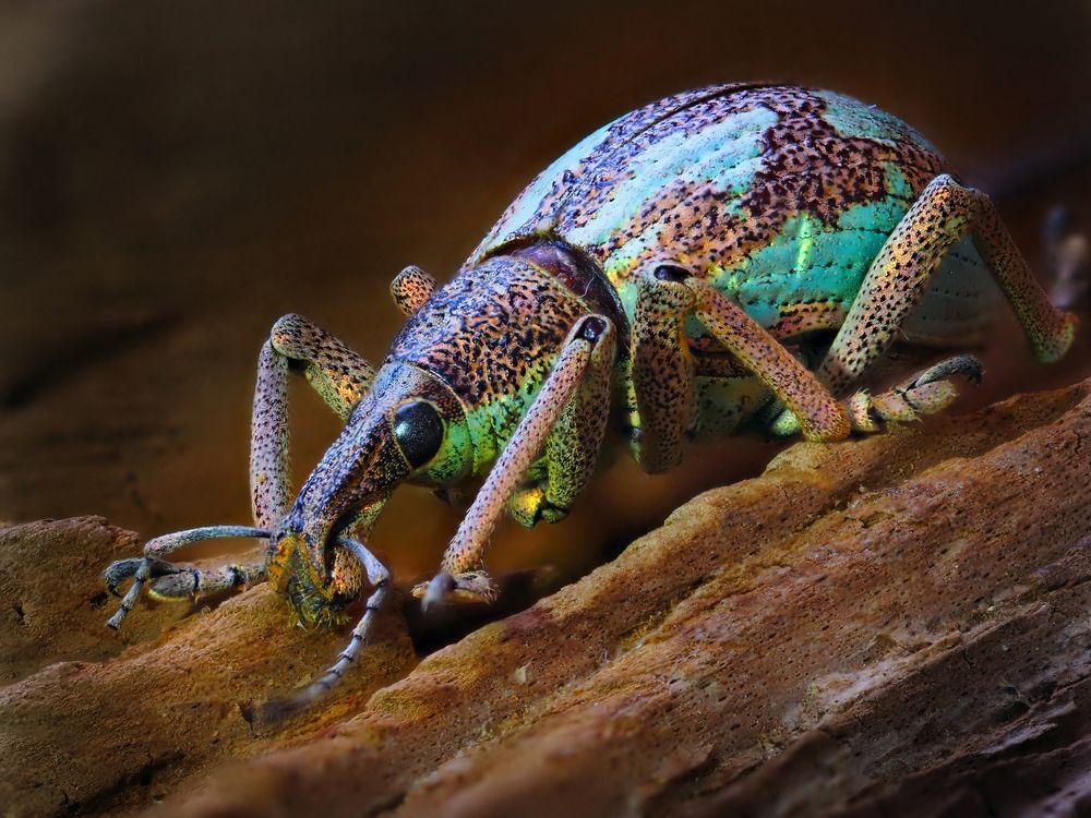 Долгоносик