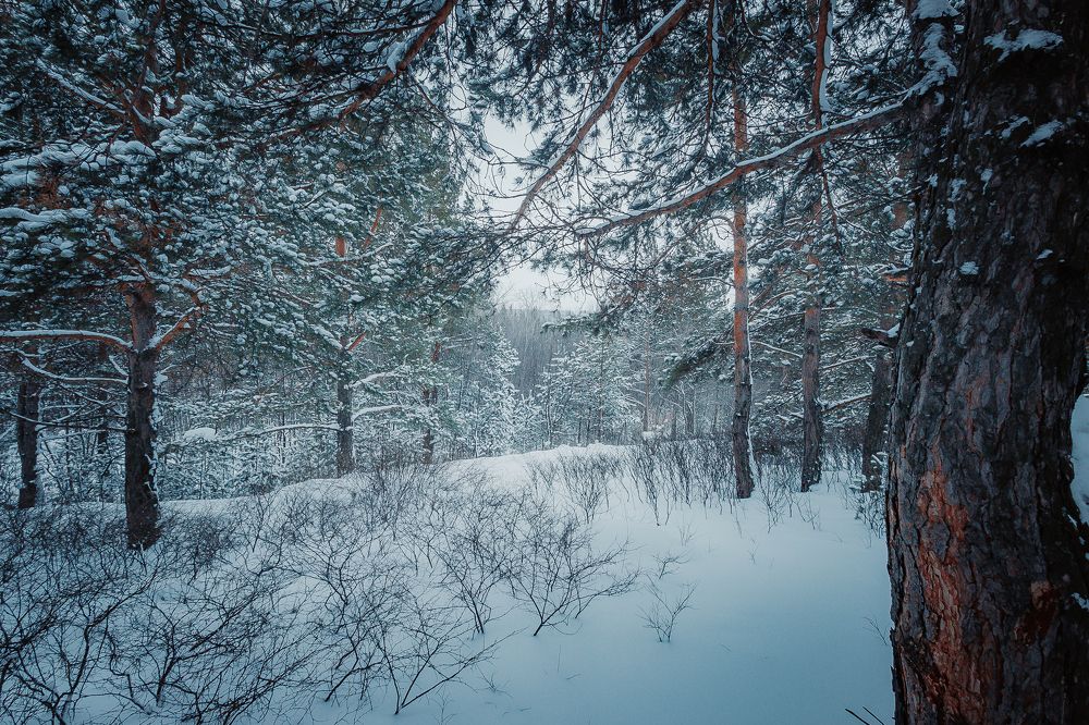 Photograph by Александр Жариков