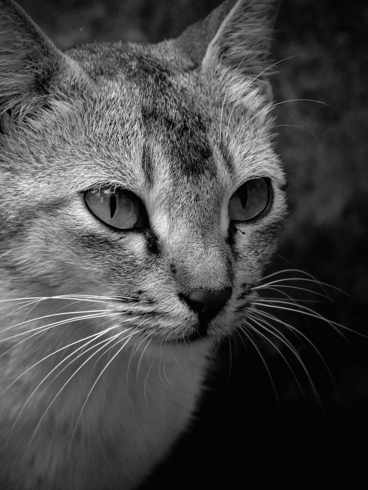 Photograph by Kaustav Ghosh