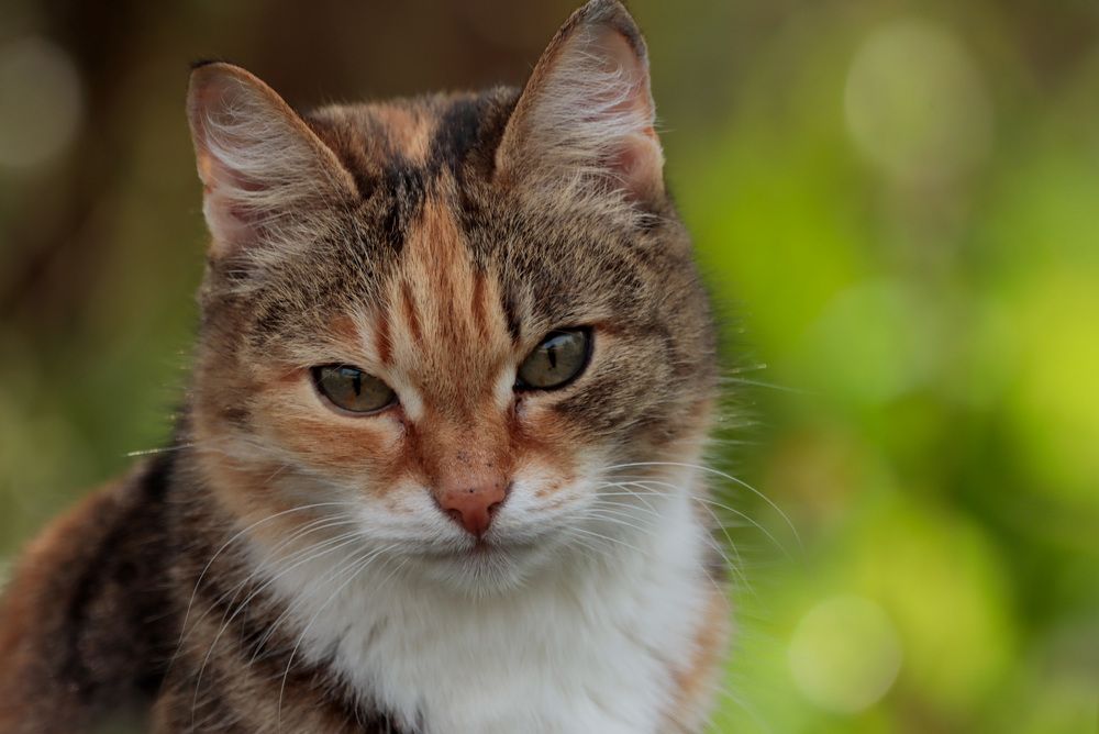 Photograph by Ирина Лисовец