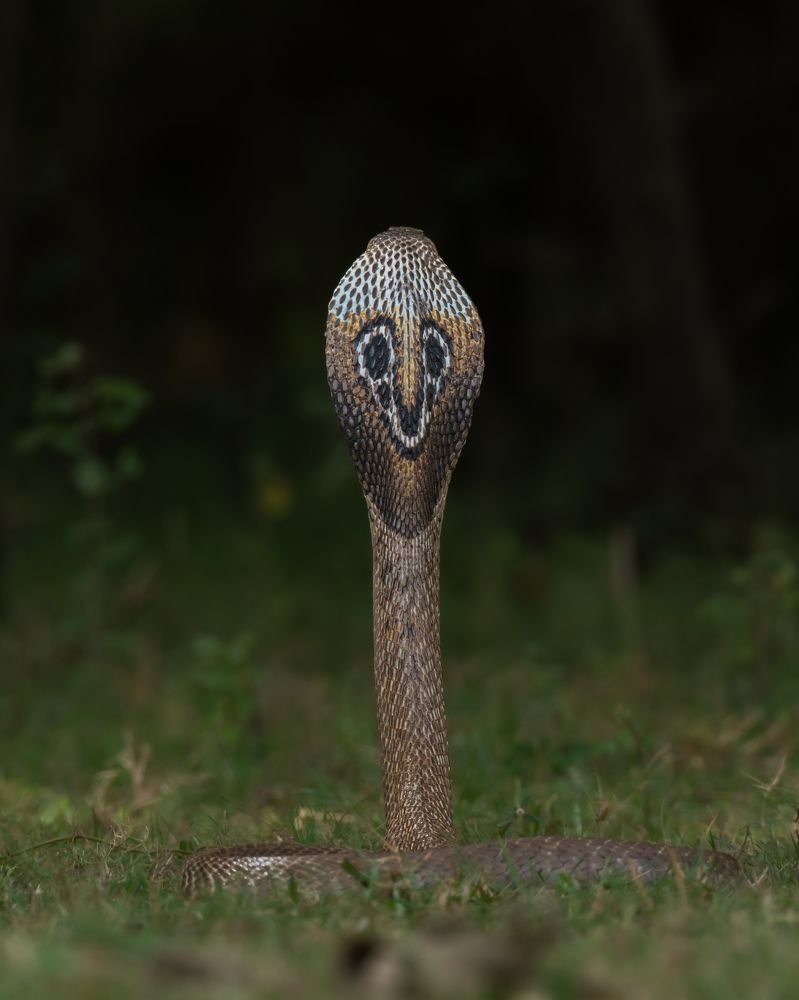 Photograph by Anandhu M