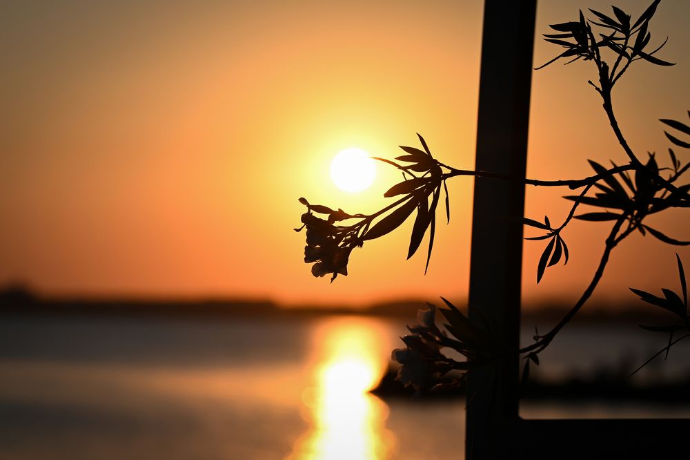 Photograph by Нели Арнаудова