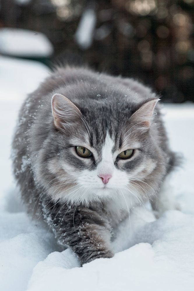 Фотография автора Альбина Кадочникова