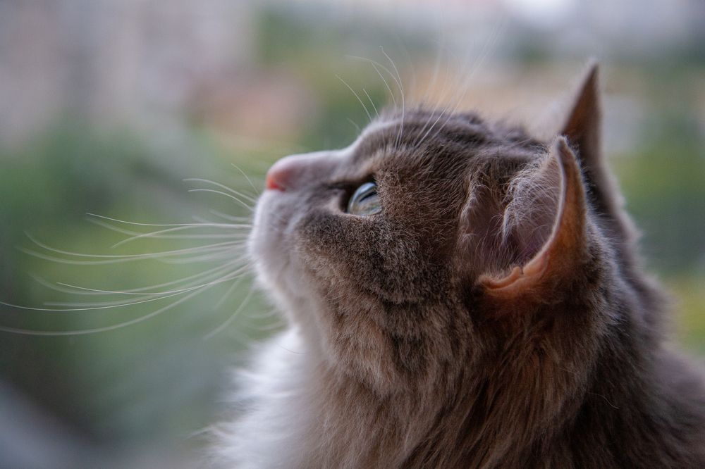 Фотография автора Альбина Кадочникова