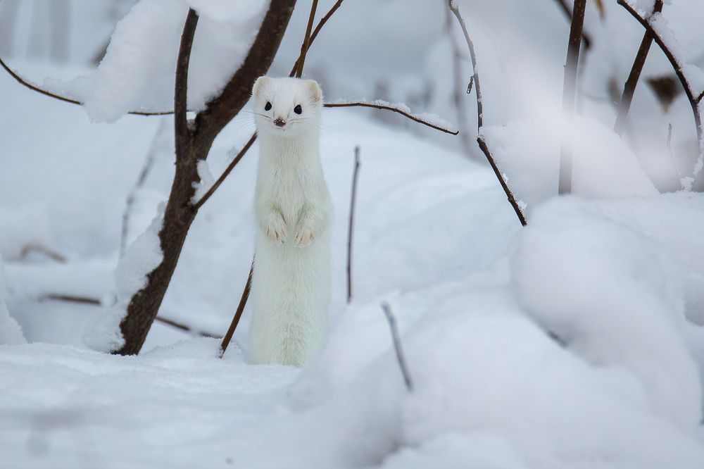 Photograph by Дина Нестеркова