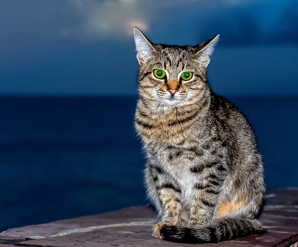 Морской котик или Ничего лишнего