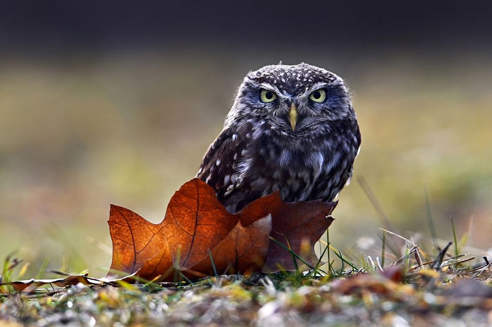 Photograph by Чернобай Анна