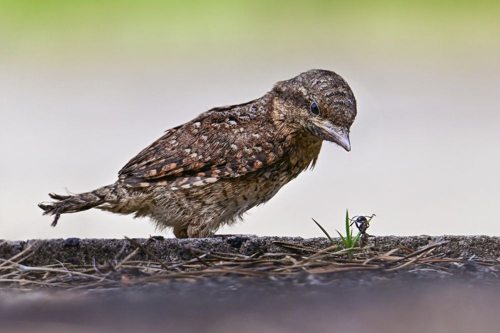 Photograph by Чернобай Анна