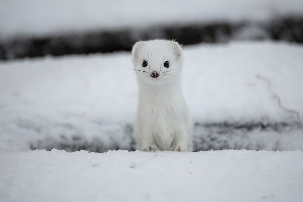 Photograph by Дина Нестеркова