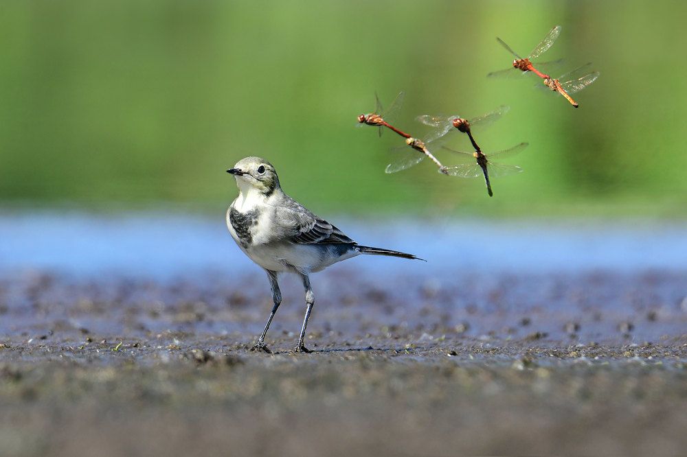 Photograph by Чернобай Анна