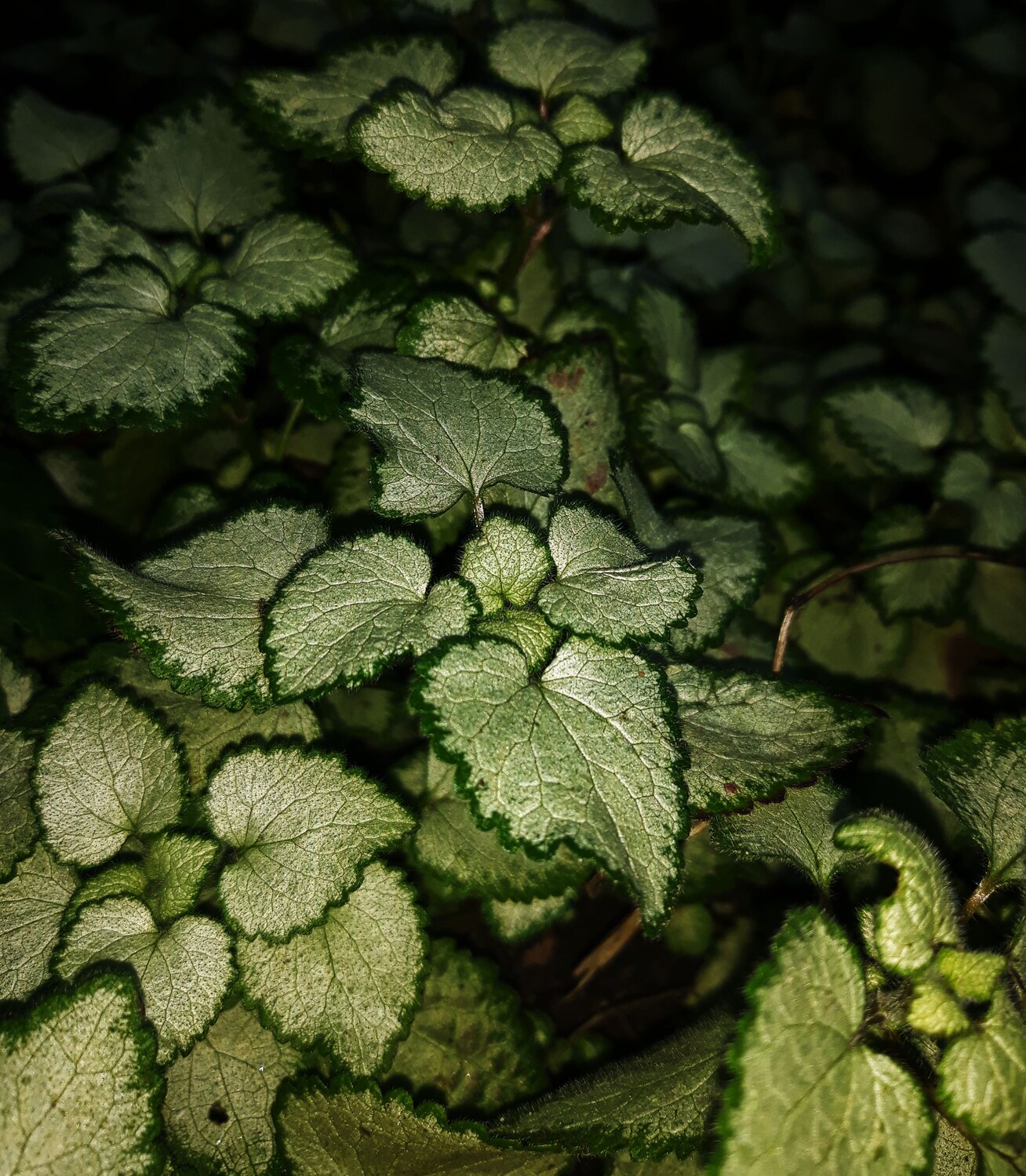 Photo #8671587