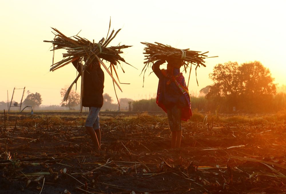 Tribal Sugarcane harvester and sugarcane  migrant is part of daily work