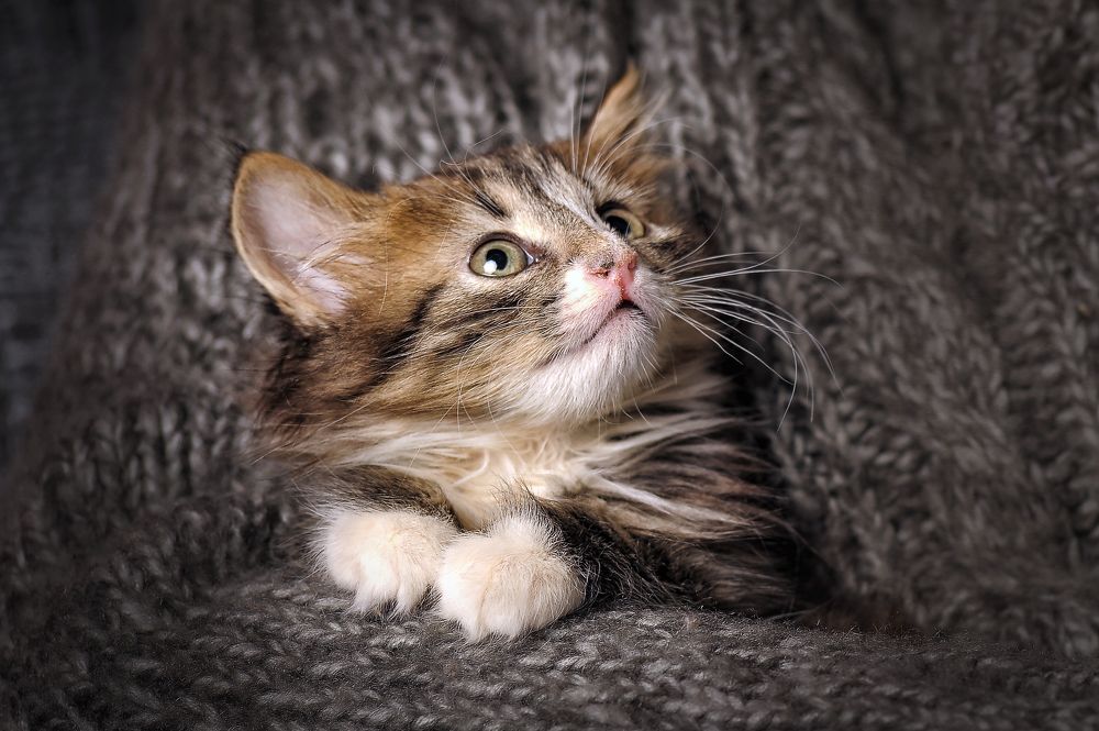 Photograph by Анна Кривицкая